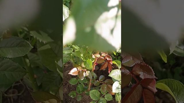 Розочка  Бельвью