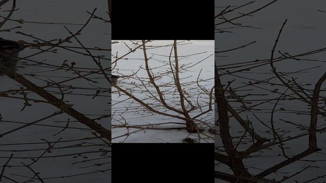 Кизил. Плодовые почки зимой.