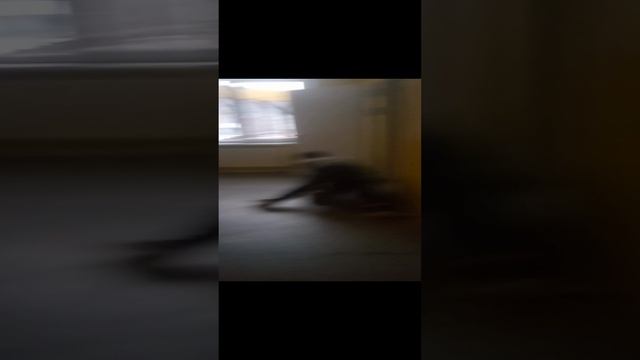 VID_20241218_155640.mp4