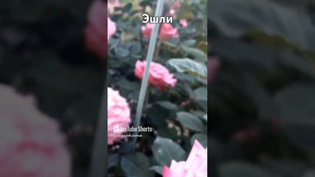 Эшли