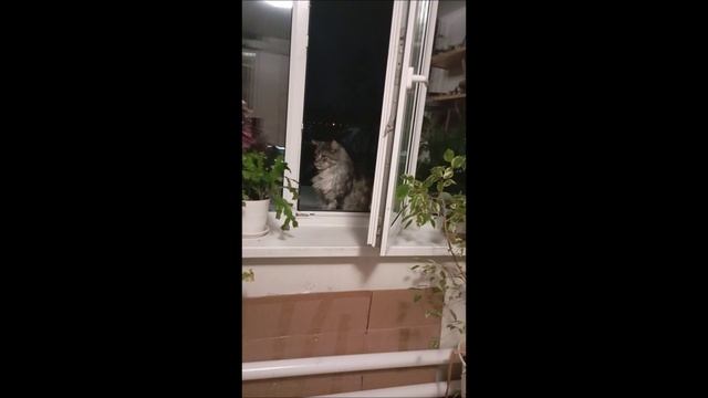 Кот