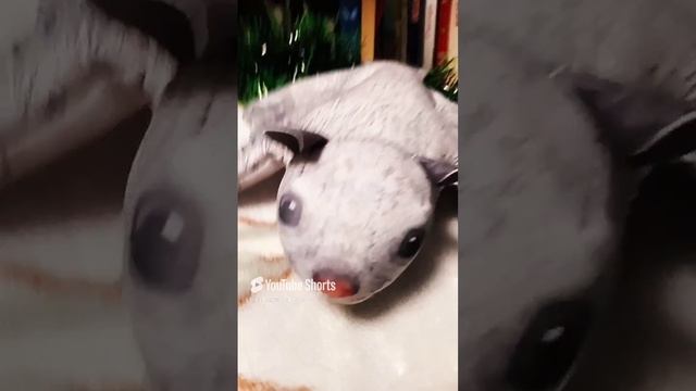 1000004111.mp4