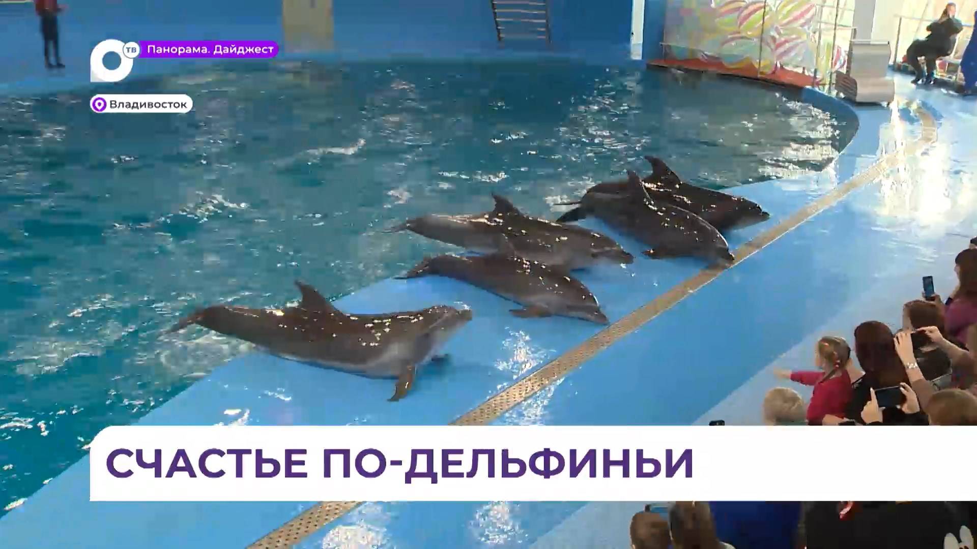 Семьи участников СВО посмотрели большое шоу афалин в Приморском дельфинарии