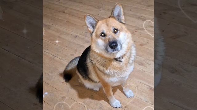 1000009764.mp4 (Собака рассматривает план-схему э/снабжения дома А-фрейм)