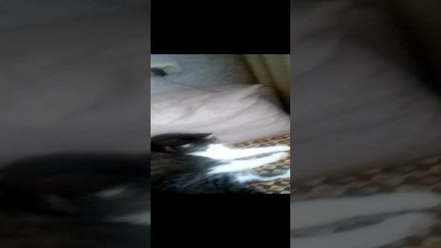 VID_20241216_144158.mp4