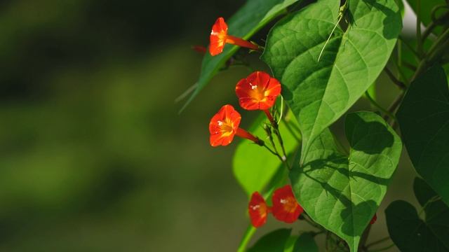 12698234_3840_2160_30fps