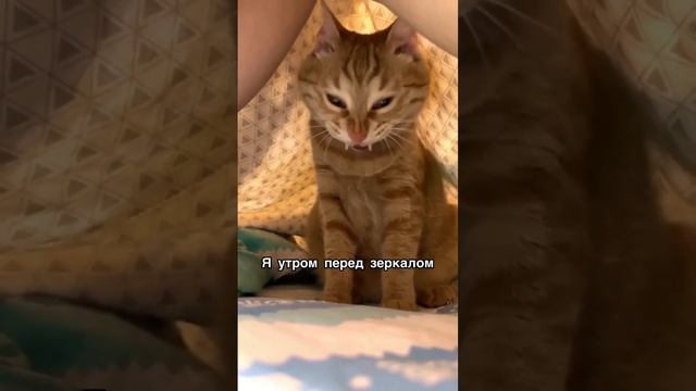 Кот на свете всех милее🥰😁