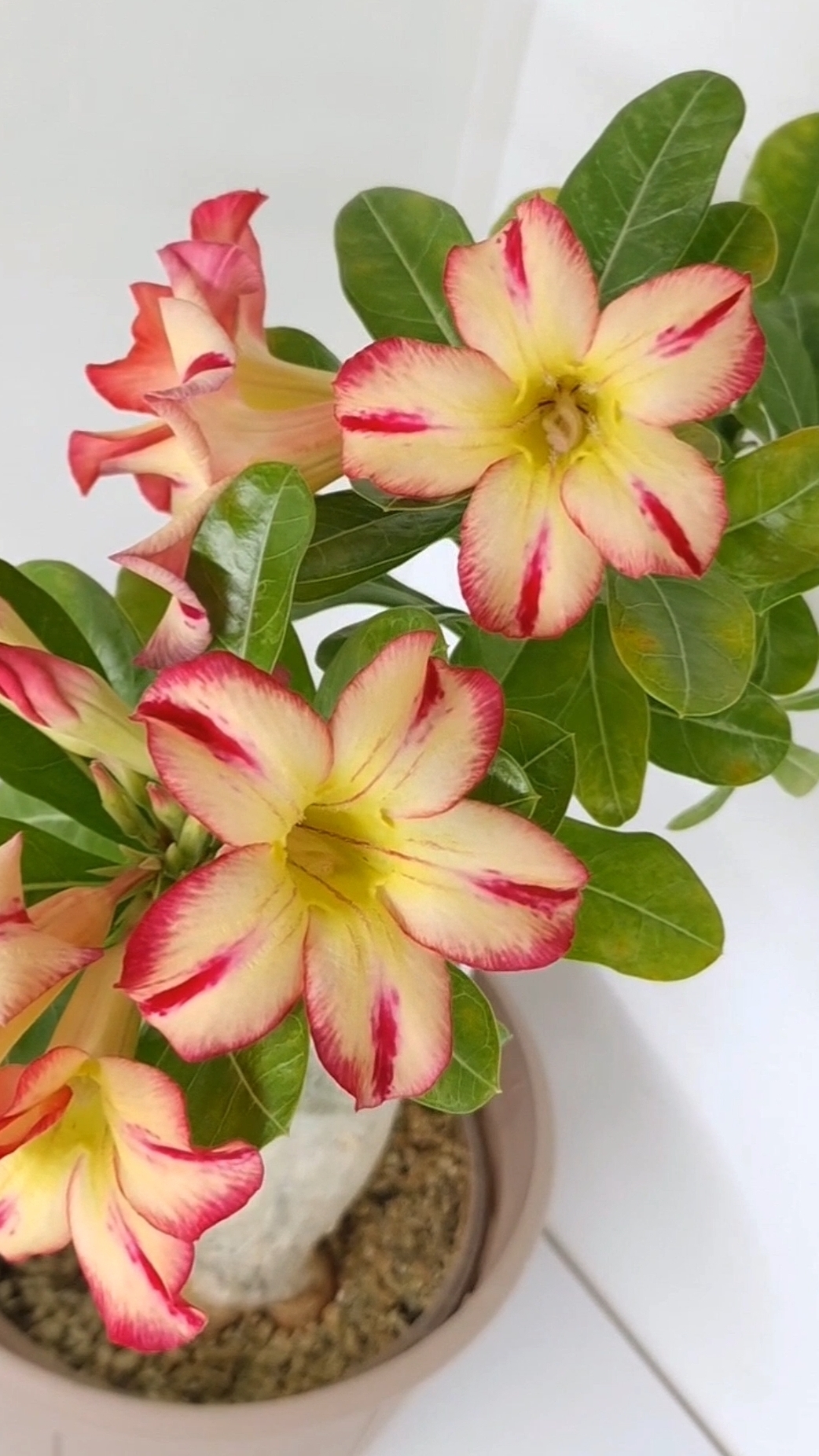 AS-Огненная саламандра🌺  Яркая звездочка. Вырастила из семян.
