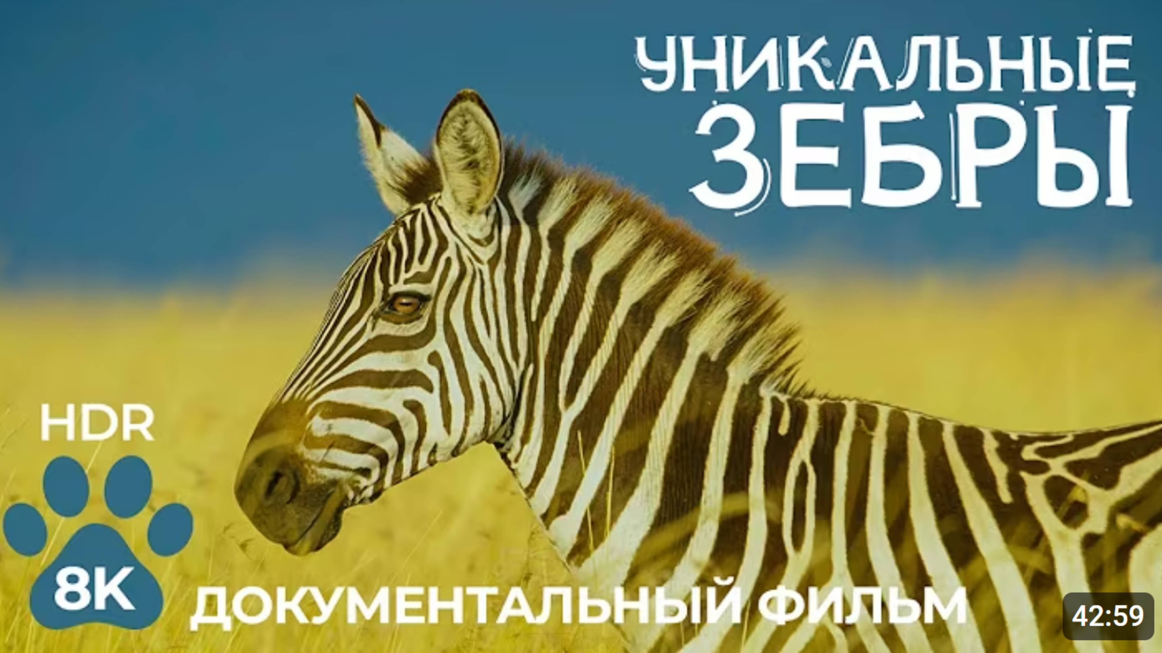 ЗЕБРЫ — Уникальные животные Африки — Документальный фильм о дикой природе