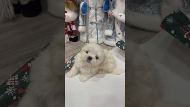 Подарок на 🎄 Рождество и НГ