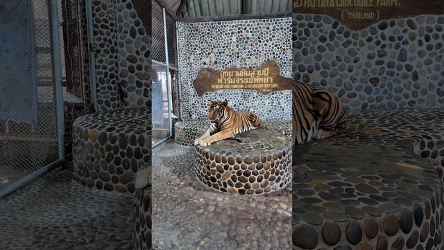 Парк миллионолетних камней в Паттайе. тигр