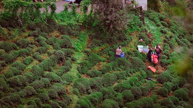 12314218_1920_1080_60fps