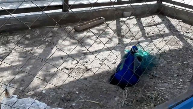 ЗООПАРК В МАРИУПОЛЕ.Часть1