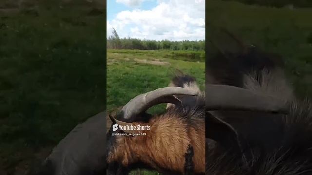Ведь хорошо когда есть рога)