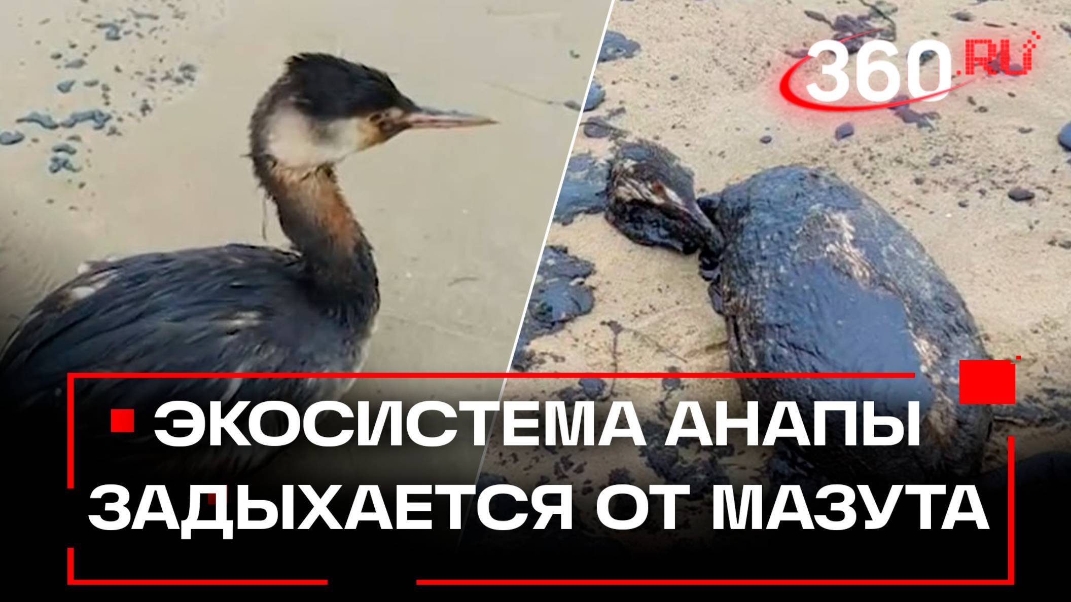 Птицы и дельфины захлебнулись в мазуте – кого накажут за ЧП с танкерами в Керченском проливе?