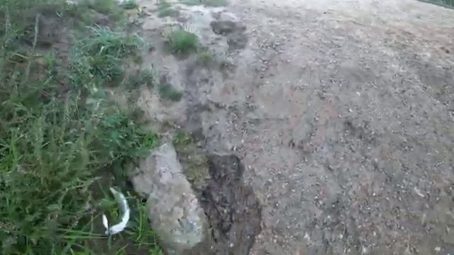Колебло рулит. Блесна Kibs TAIFUN