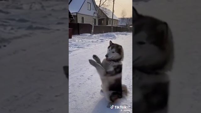 собака 🤣🤣🤣