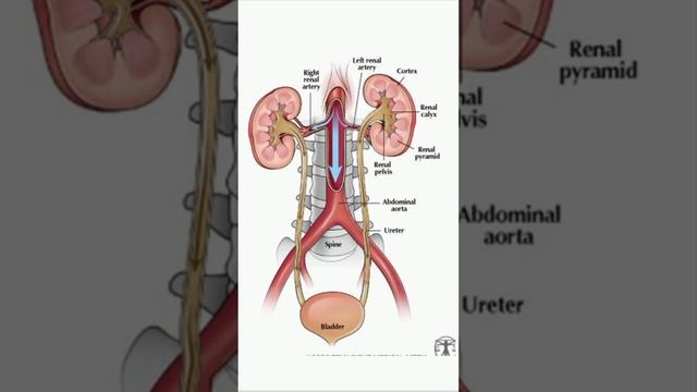 Organs of Urinary System