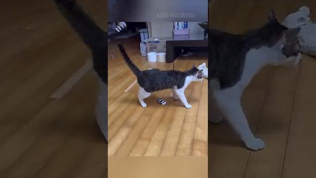 Funny animals😆 - Funniest Cats and Dogs Video🐕🐈220 #shorts