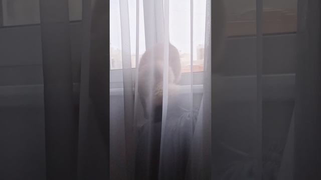 ПОЖИРАТЕЛЬ