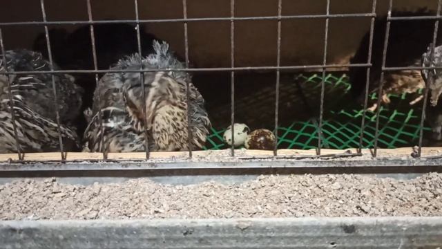 Садовый фонарь продлит яйценоскость перепелов зимой без затрат