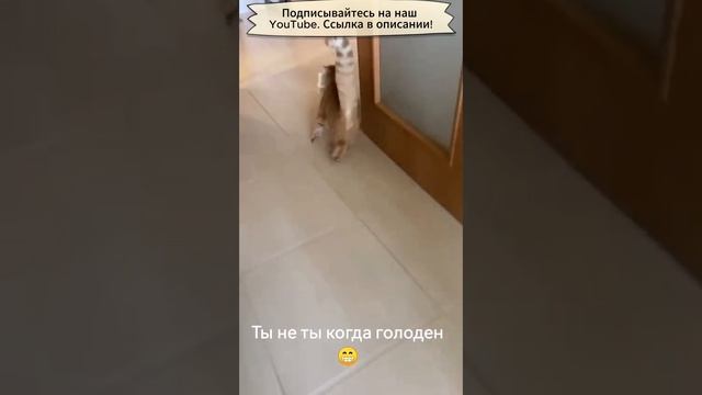 Голодный кот мишка