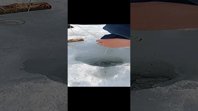 жерлица номер5