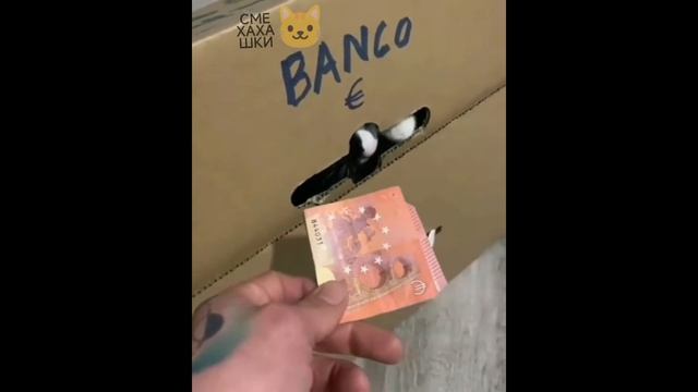 Смешные котики