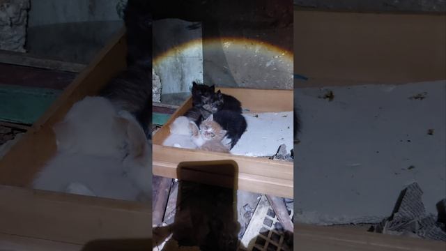 В подвале котята от дикой кошки 18-12-2024