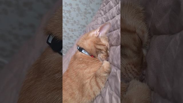 Суббота она такая #cat