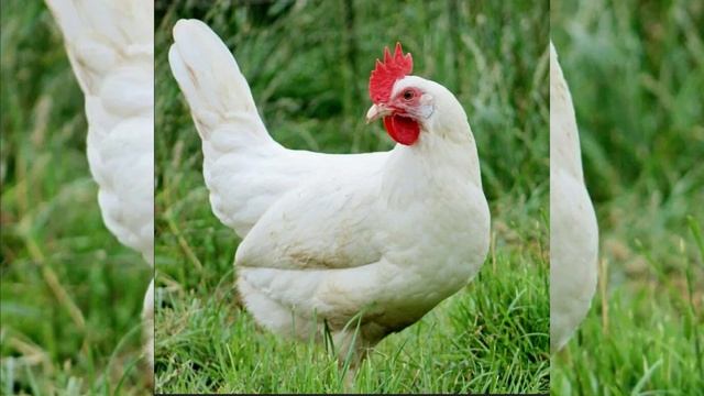 Крутой бит куриц