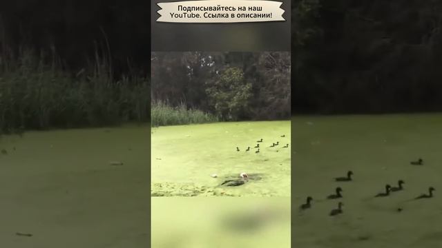 Приколы с животными