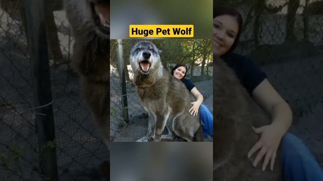 Huge pet wolf