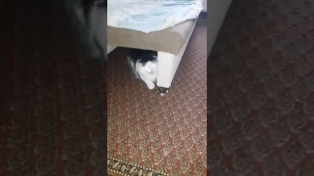 Кот с цепи сорвался!!!!