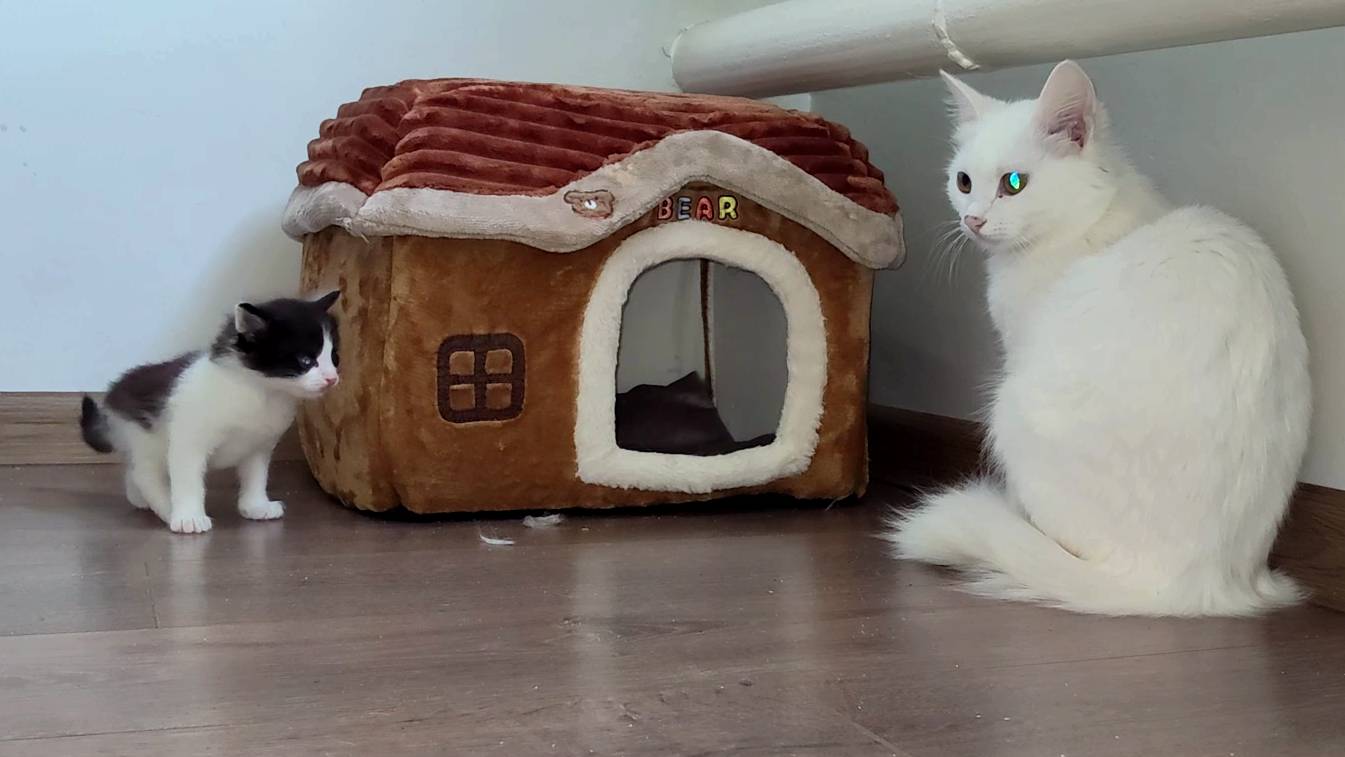 Впервые мама-кошка вывела котят на прогулку.