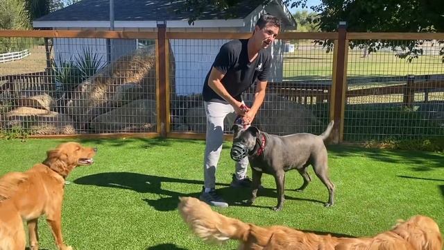 DOG GETS CORRECTIONS FOR RUSHING UP TO ALL DOGS.