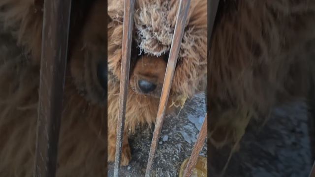VID_20241218_195611_237
