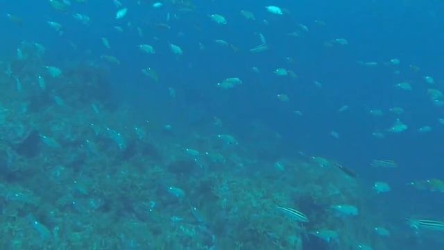 KANMURI SHIMA DIVING 2014