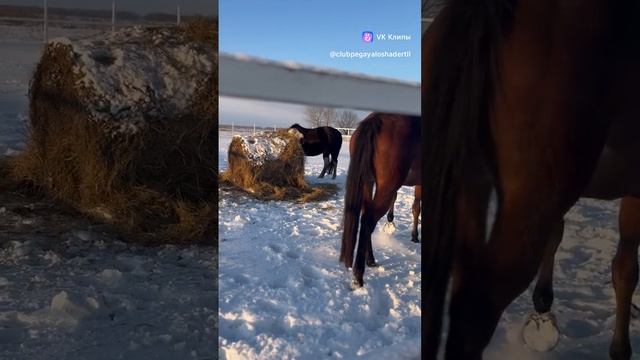 Наконец-то снег #жизньзагородом #лошади #кони #животные #конюшня