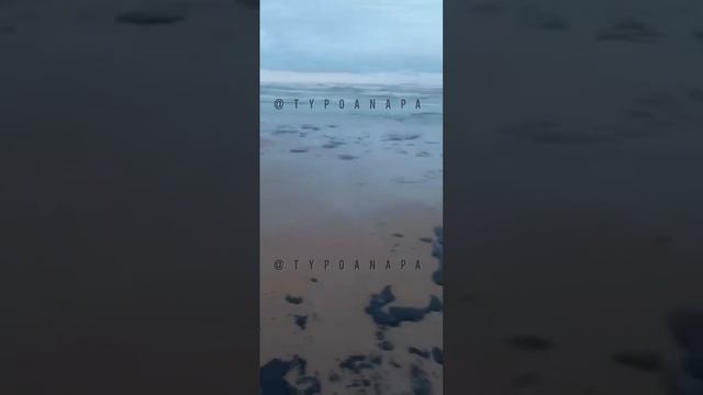Пляжи Анапы оказались в эпицентре экологической катастрофы.