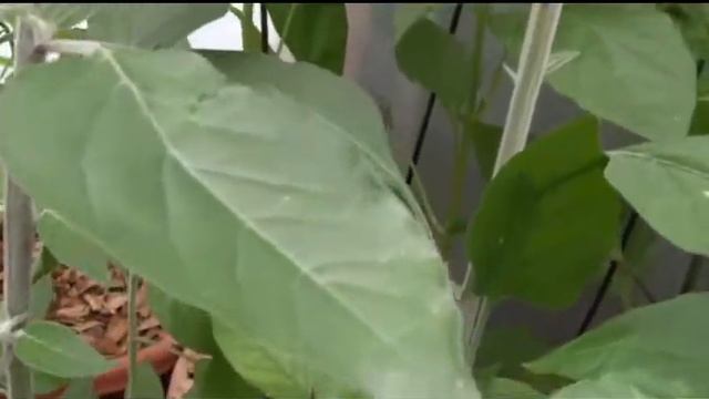 Leutschauer Paprika Pepper, Capsicum annuum