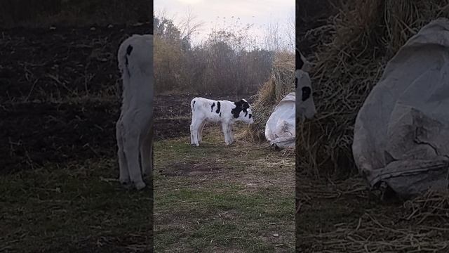 18-12-2024.Малыши-карандаши.