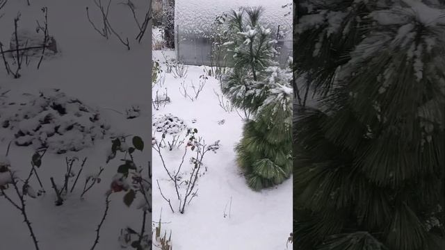 Розы не смогли укрыть, не отчаивайтесь. Пусть всем повезёт с погодой и зимовка окажется удачной!