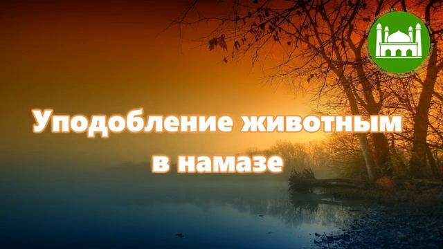 Уподобление животным в намазе  Абу Яхья Крымский