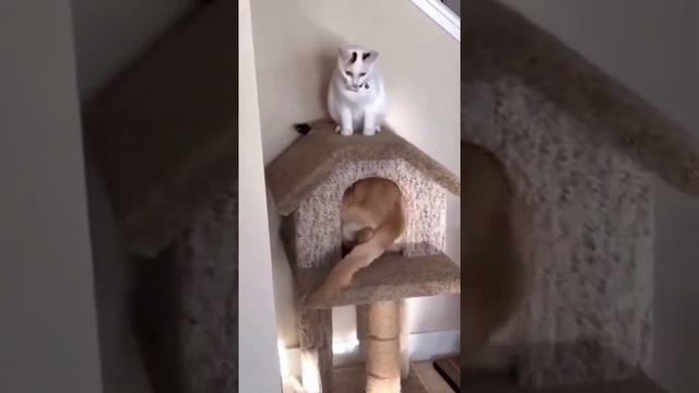 Теперь это мой домик😄