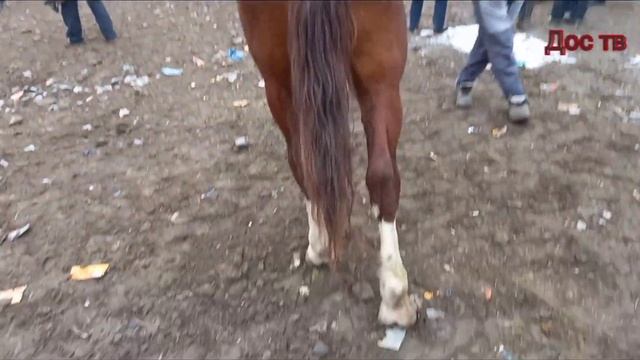 Караван Ат Базар Бүгүн Ат Көп 12 февраль 🏇