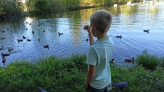 Берендеевка, подсчёт уточек