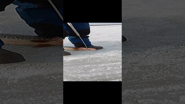 жерлица номер 2