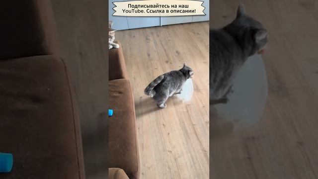 Коты