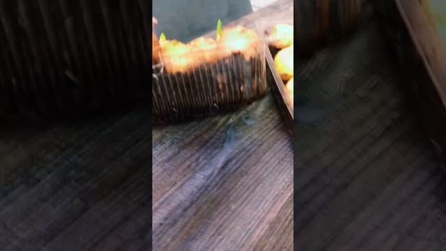 Зелёный лук за 7 дней. Три фазы роста